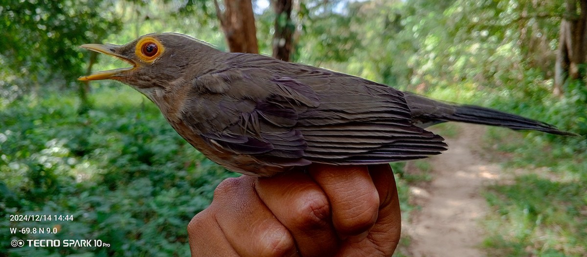 Spectacled Thrush - ML627575204