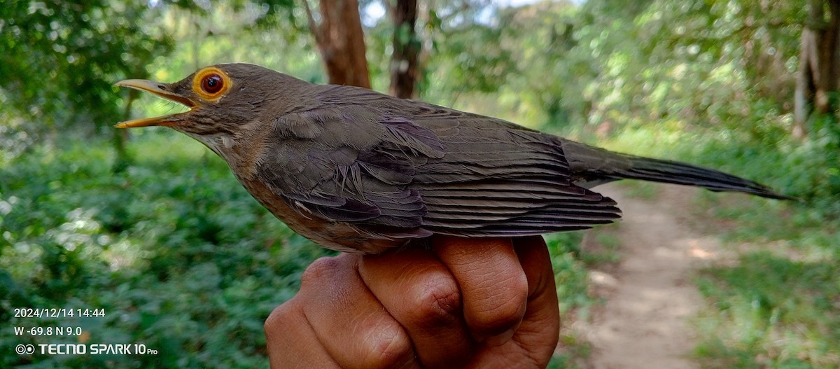 Spectacled Thrush - ML627575207