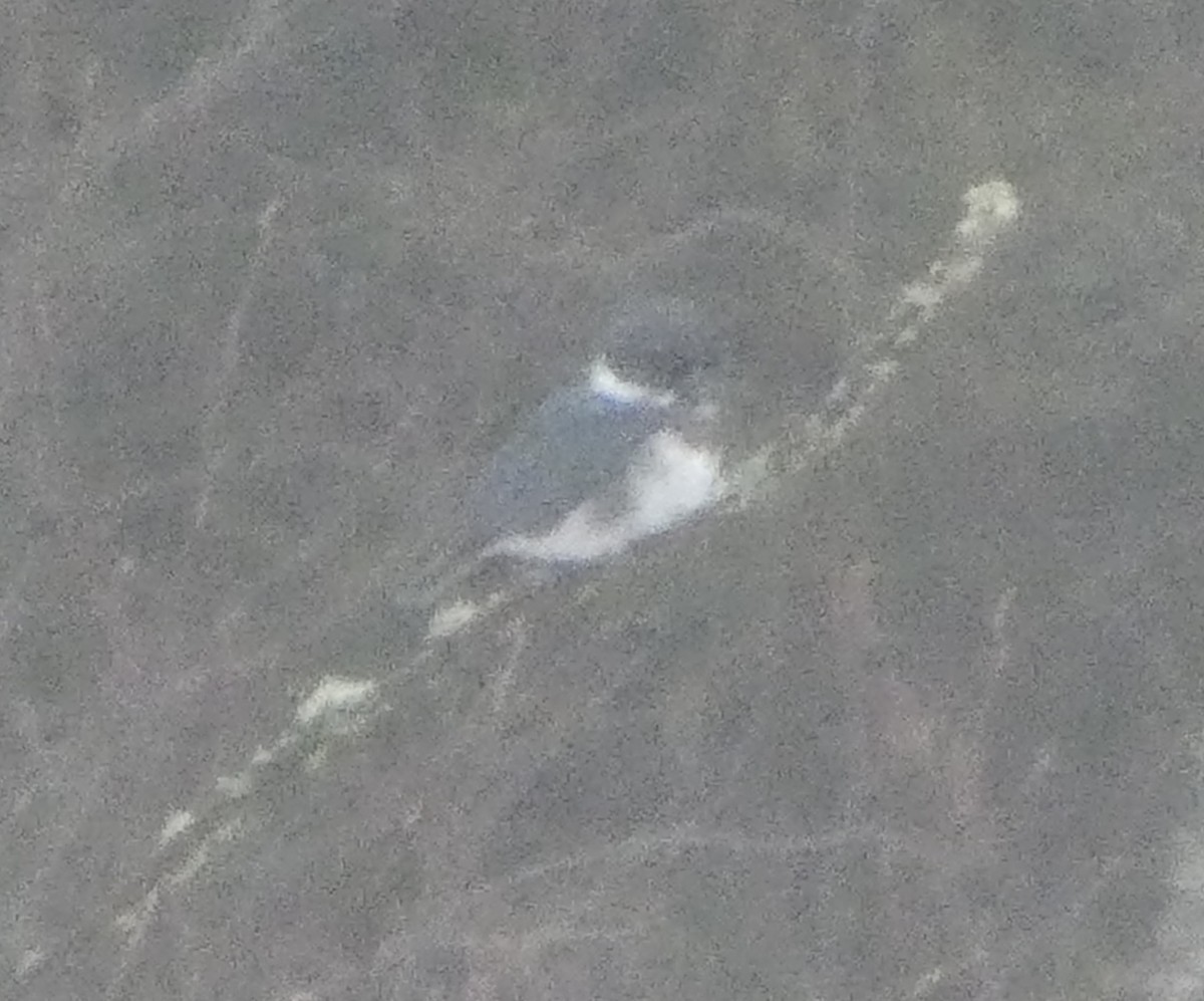 Рибалочка-чубань північний - ML627575296