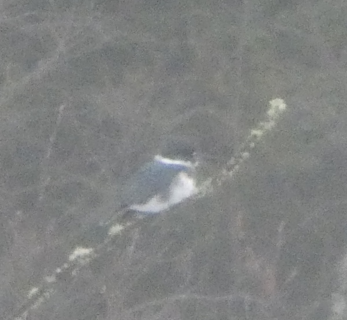 Рибалочка-чубань північний - ML627575297