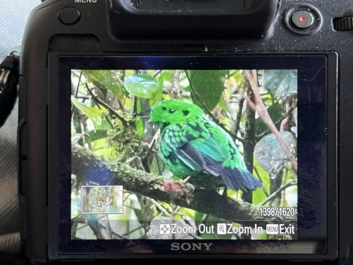 Whitehead's Broadbill - ML627575325