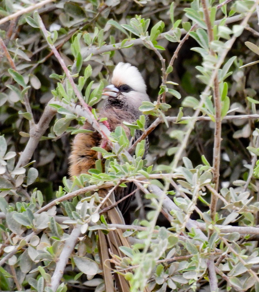 White-headed Mousebird - ML627575417