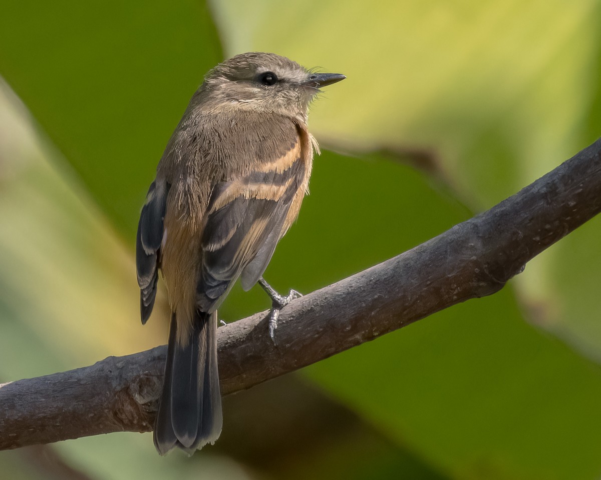 Rufescent Flycatcher - ML627575457