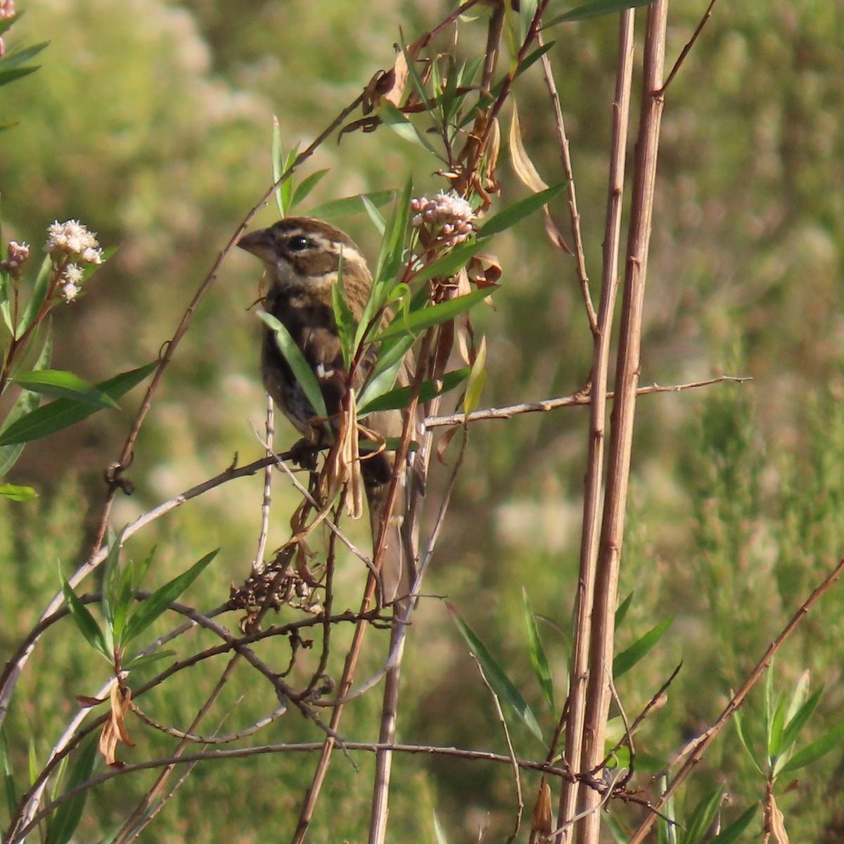 Rose-breasted Grosbeak - ML627575637