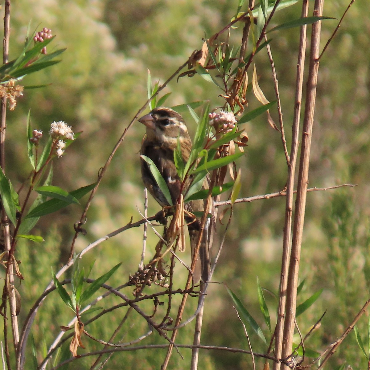 Rose-breasted Grosbeak - ML627575648