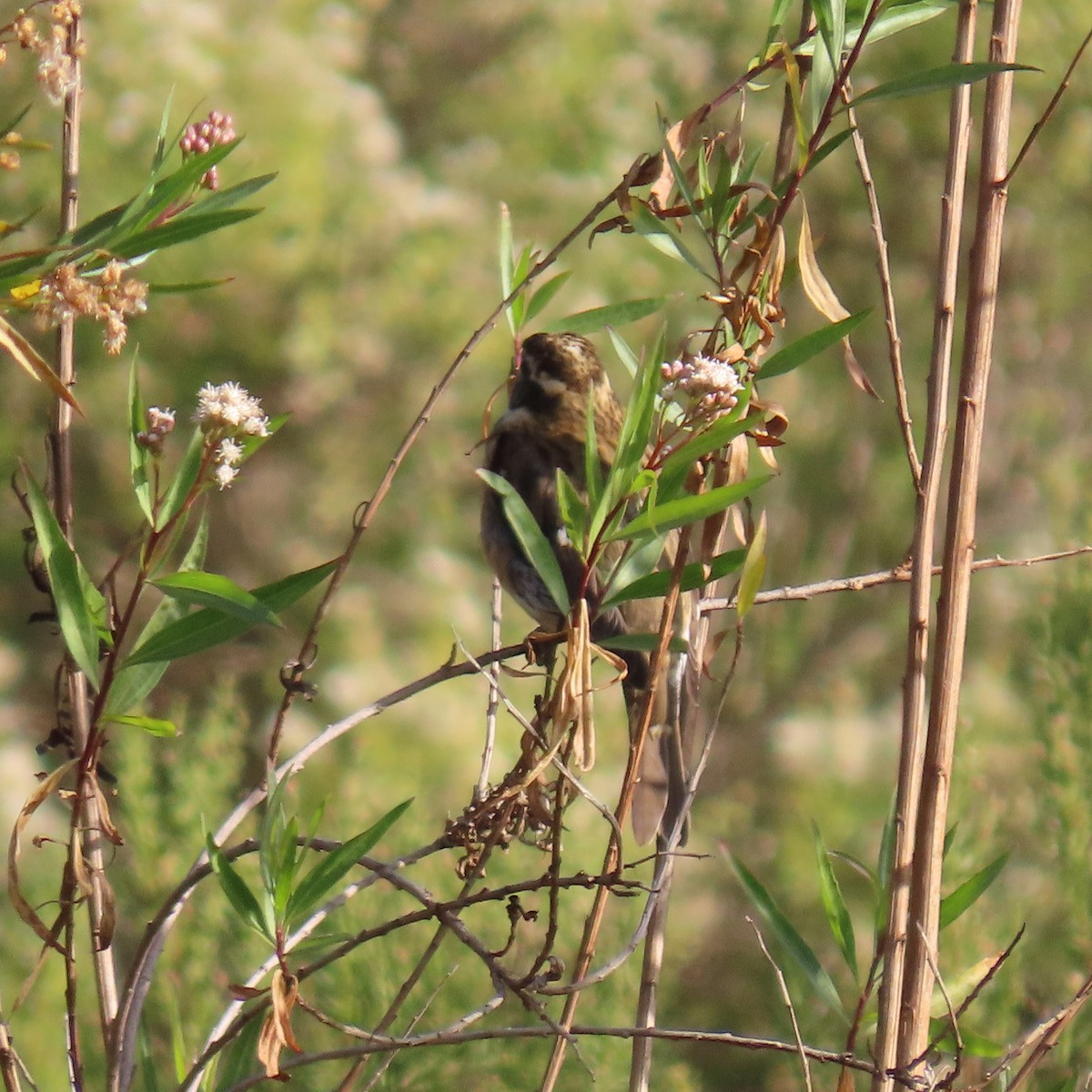 Rose-breasted Grosbeak - ML627575657