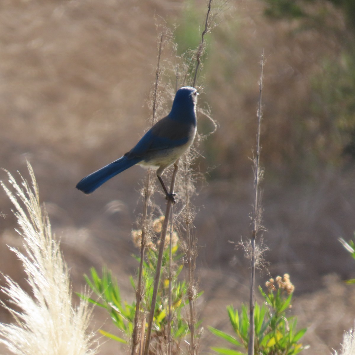 California Scrub-Jay - ML627575687