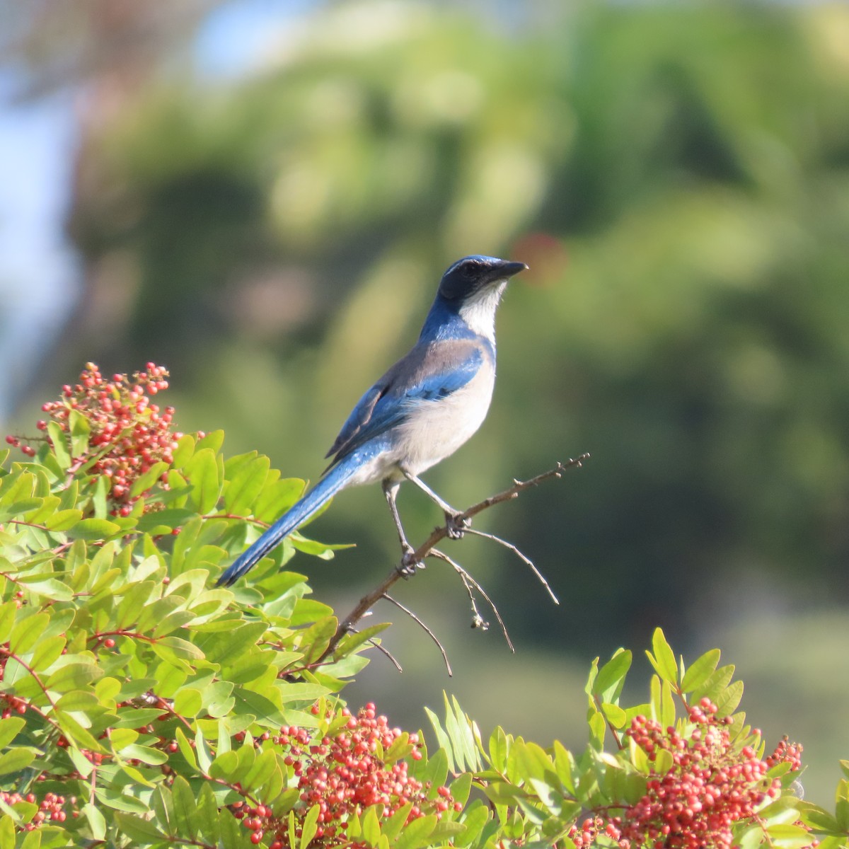 California Scrub-Jay - ML627575707