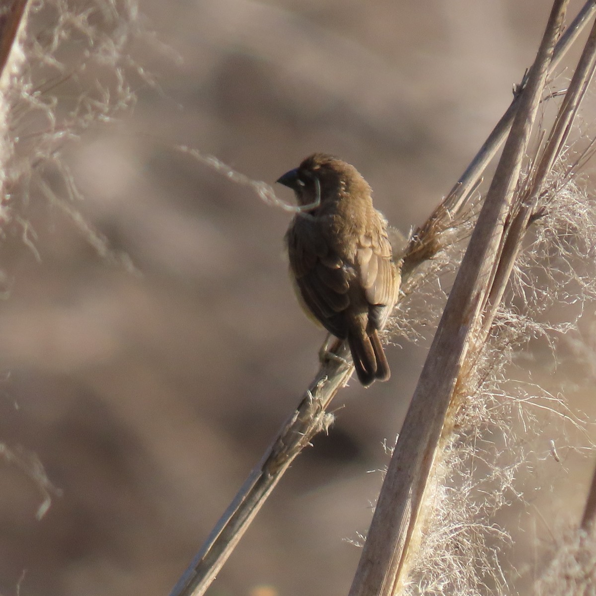 Scaly-breasted Munia - ML627575726