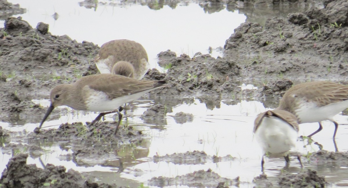 Piovanello pancianera - ML627575741