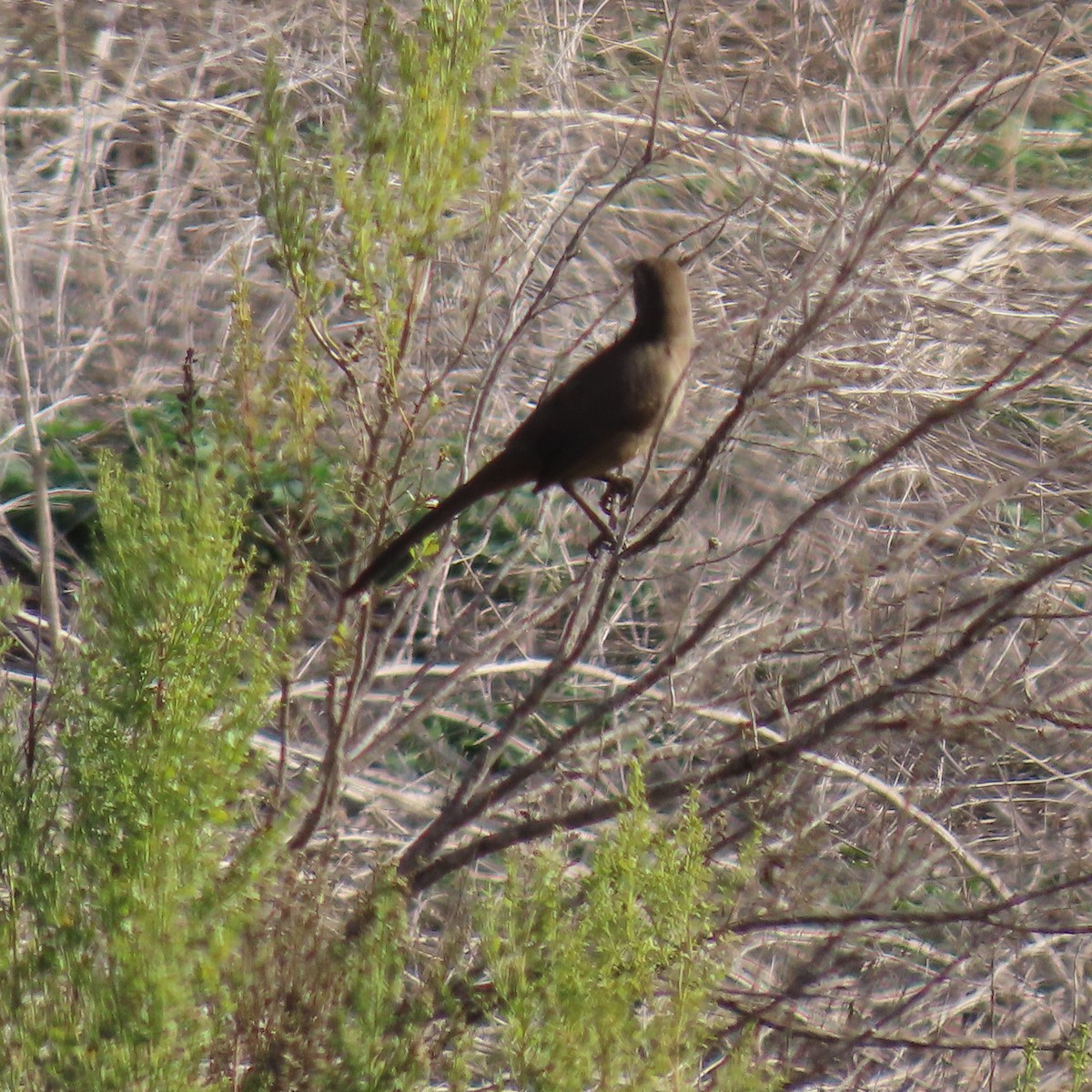 California Thrasher - ML627575750