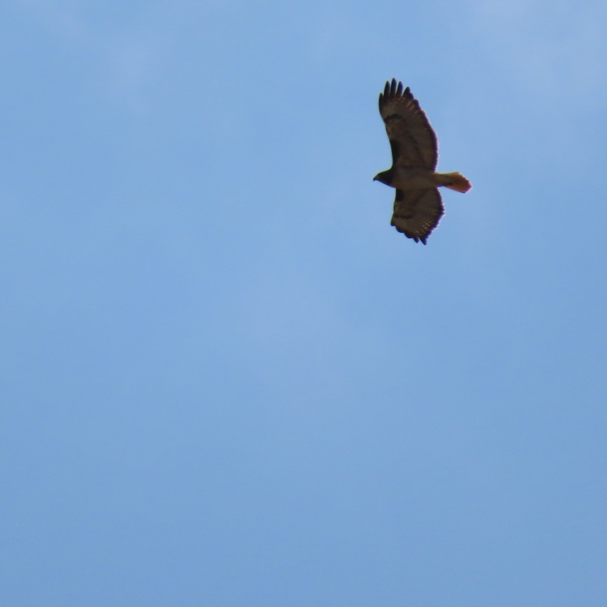 Red-tailed Hawk - ML627575773