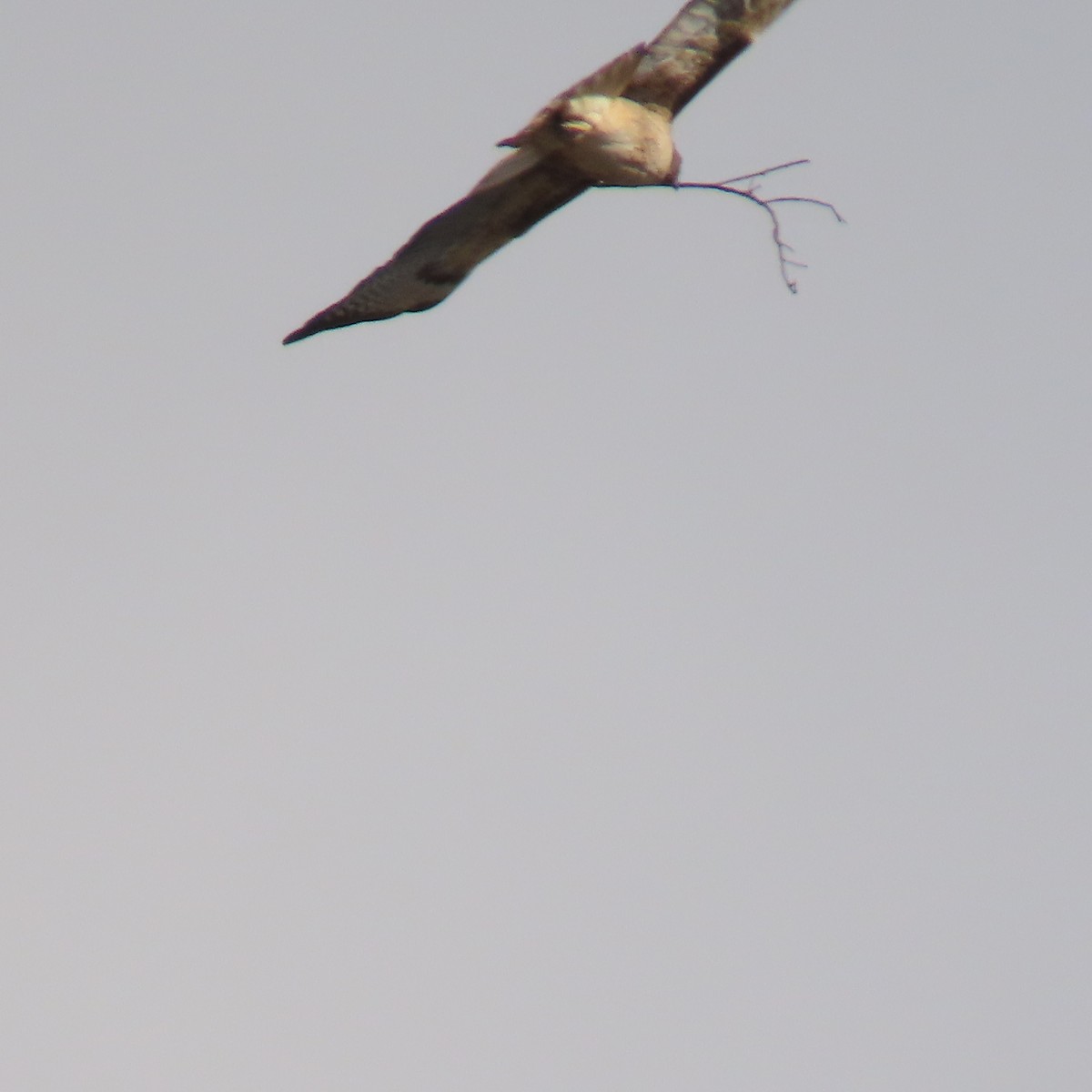 Red-tailed Hawk - ML627575792