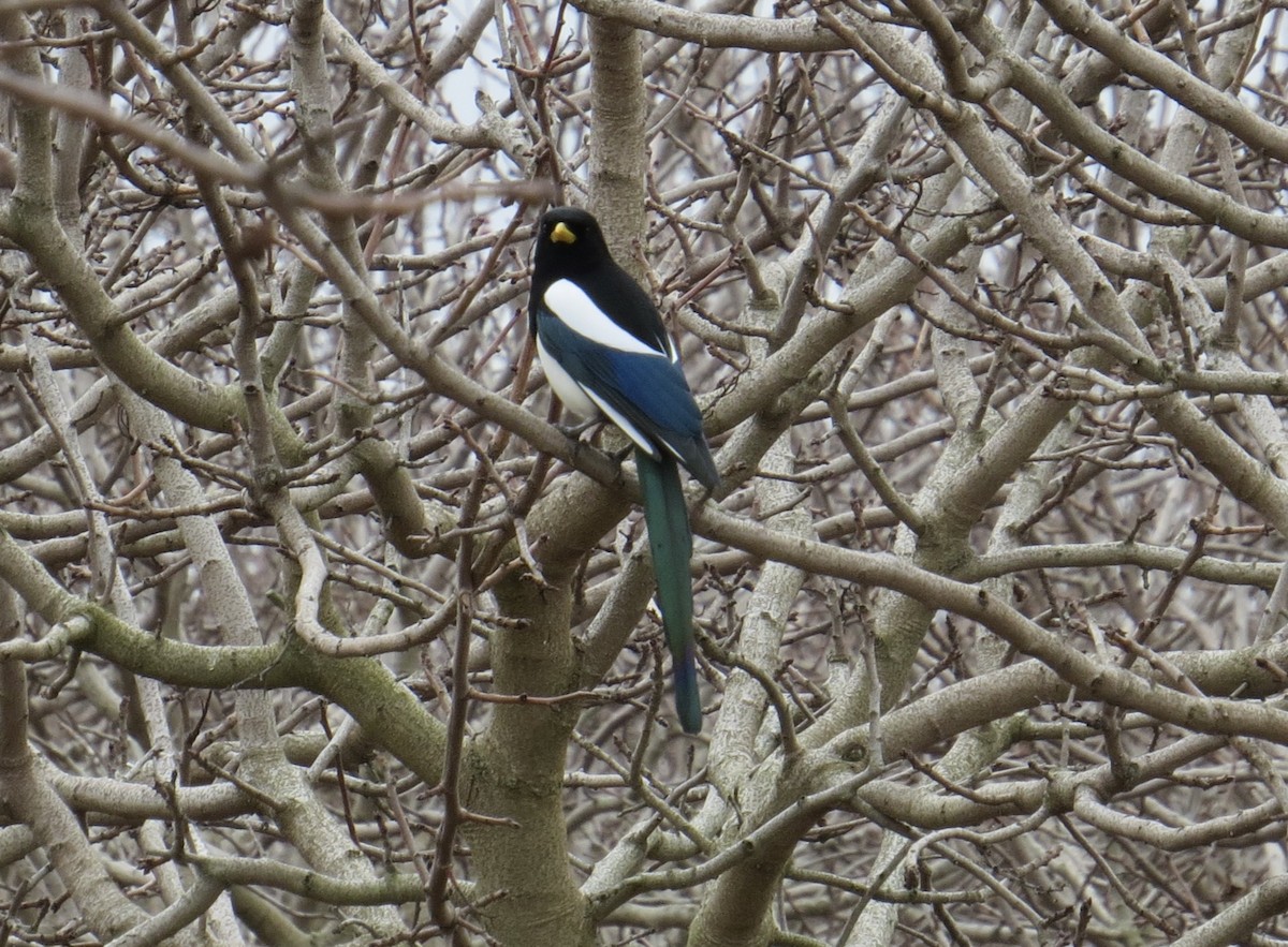 Yellow-billed Magpie - ML627575862
