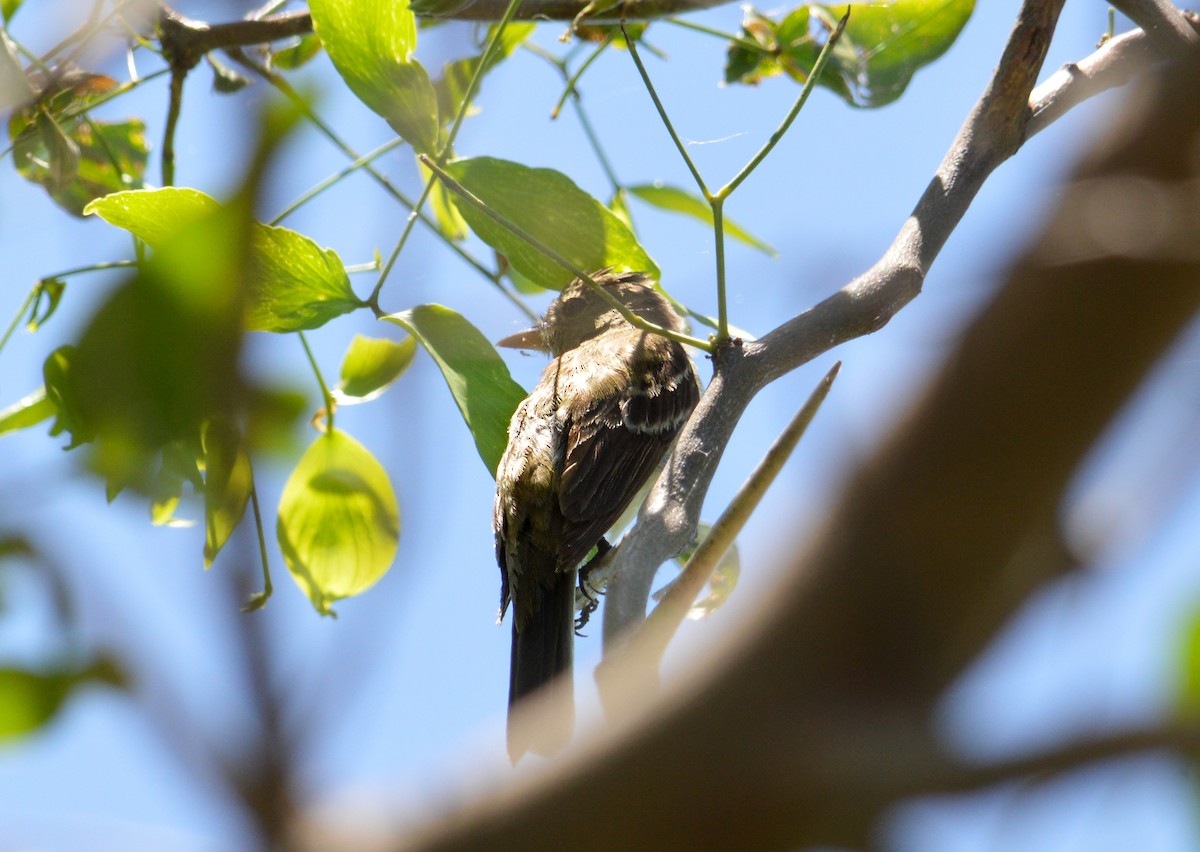 Alder Flycatcher - ML627575992