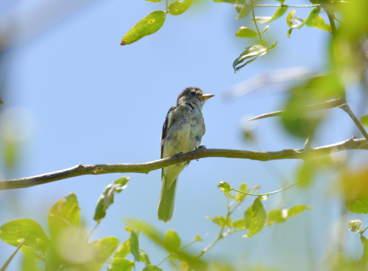 Alder Flycatcher - ML627575993