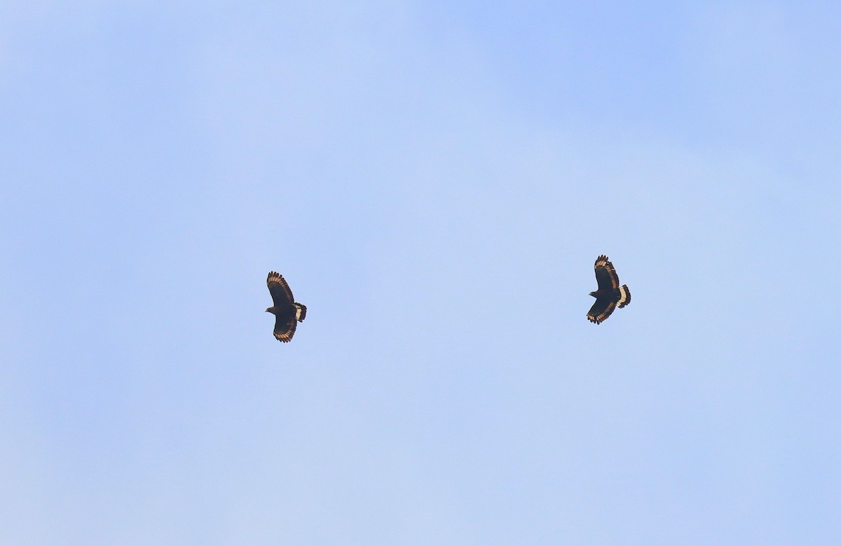 Mountain Serpent-Eagle - ML627576131