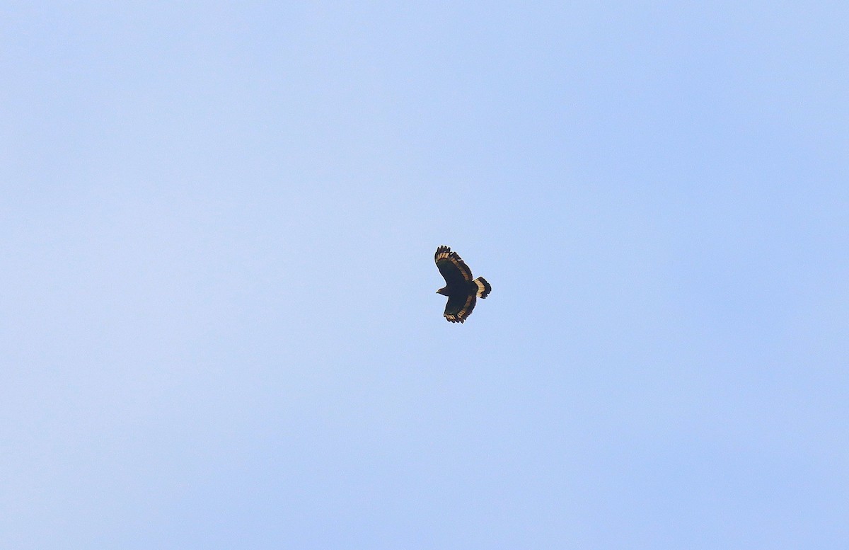 Mountain Serpent-Eagle - ML627576134