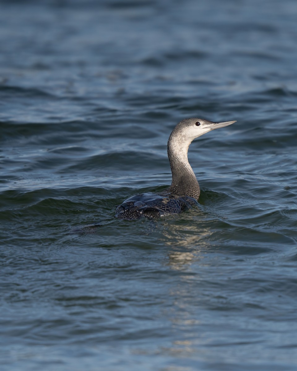 Red-throated Loon - ML627576254