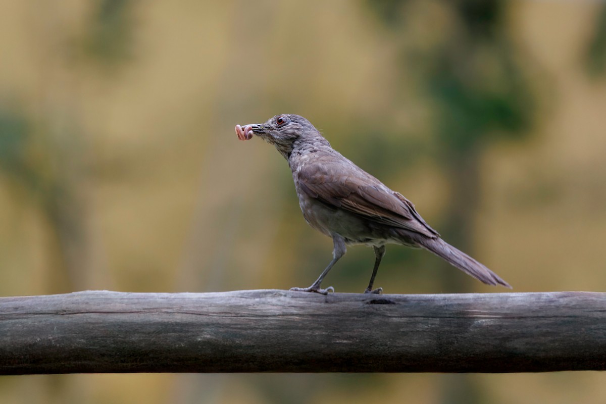 Pale-breasted Thrush - ML627576389