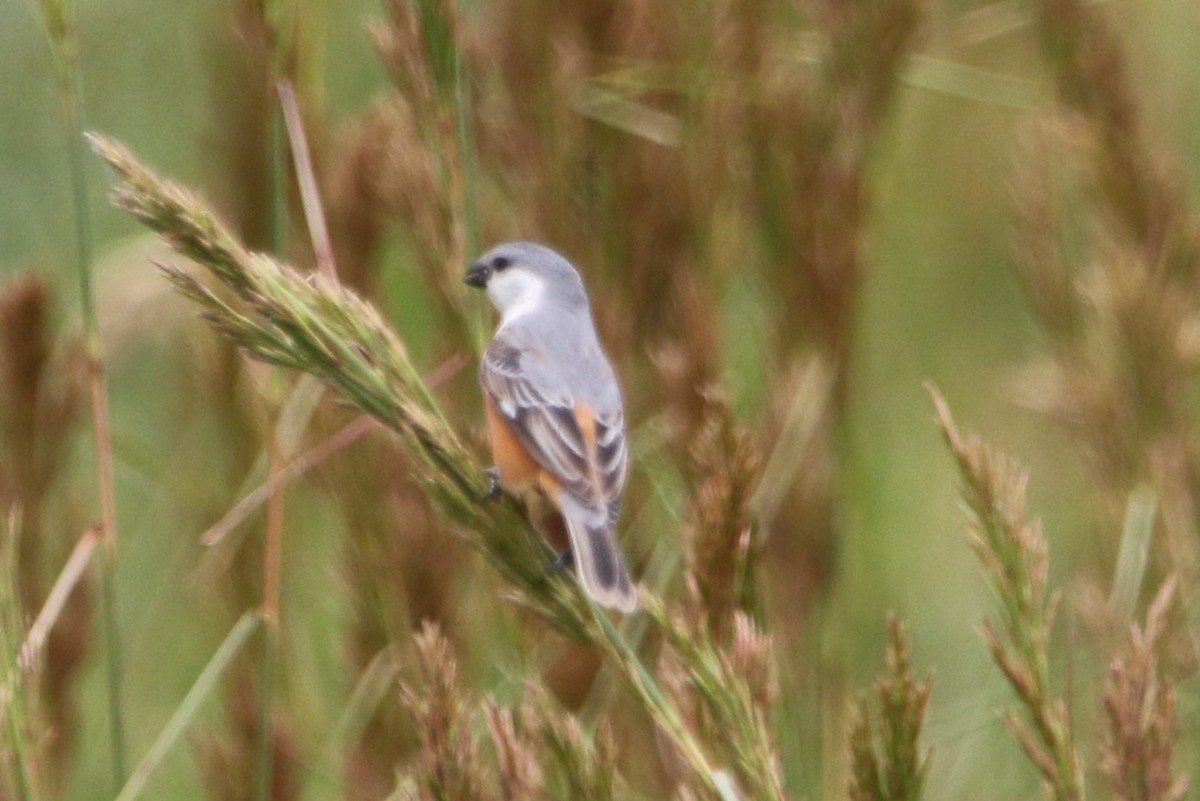 Marsh Seedeater - ML627576404
