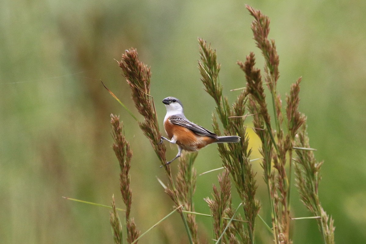 Marsh Seedeater - ML627576408