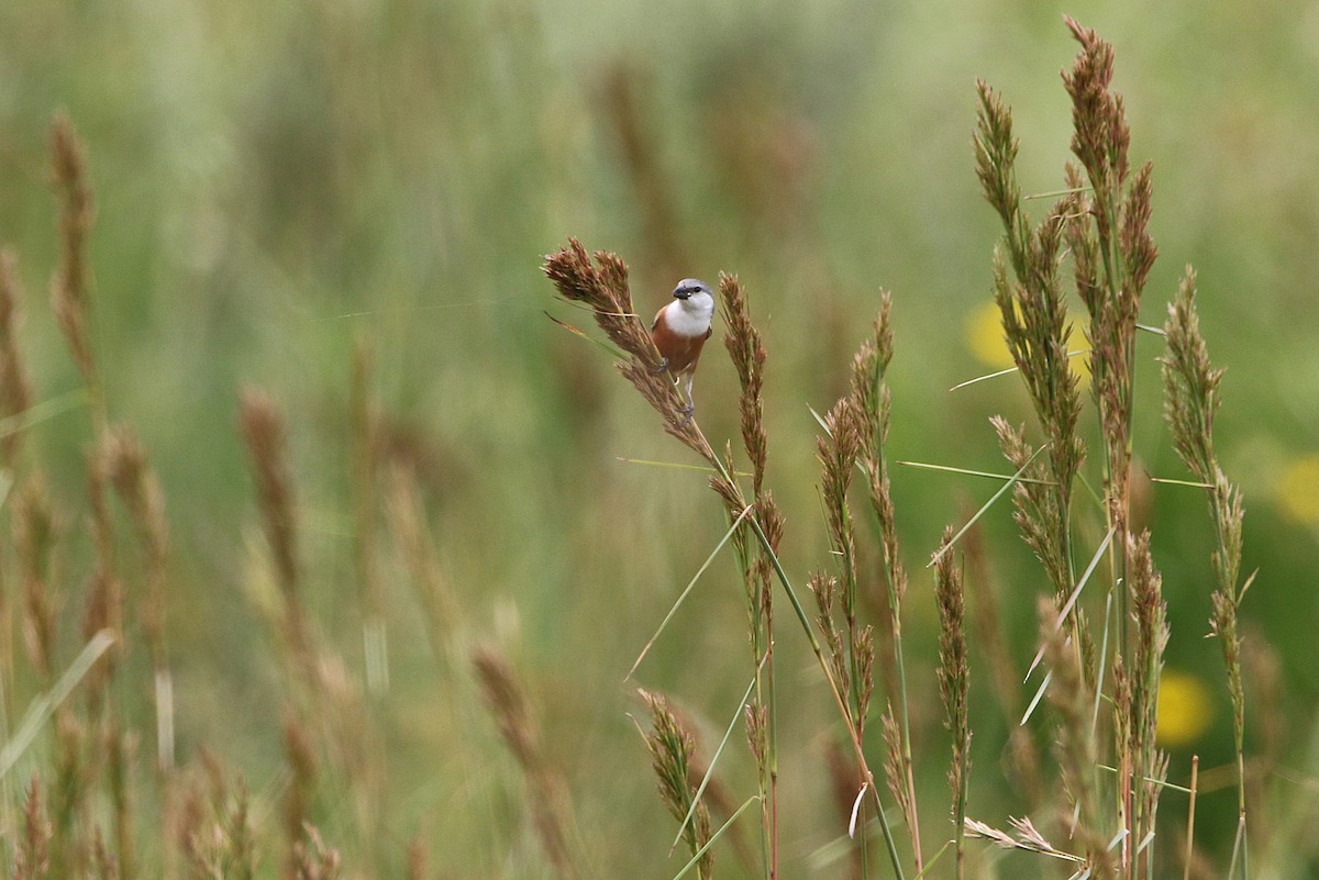 Marsh Seedeater - ML627576410