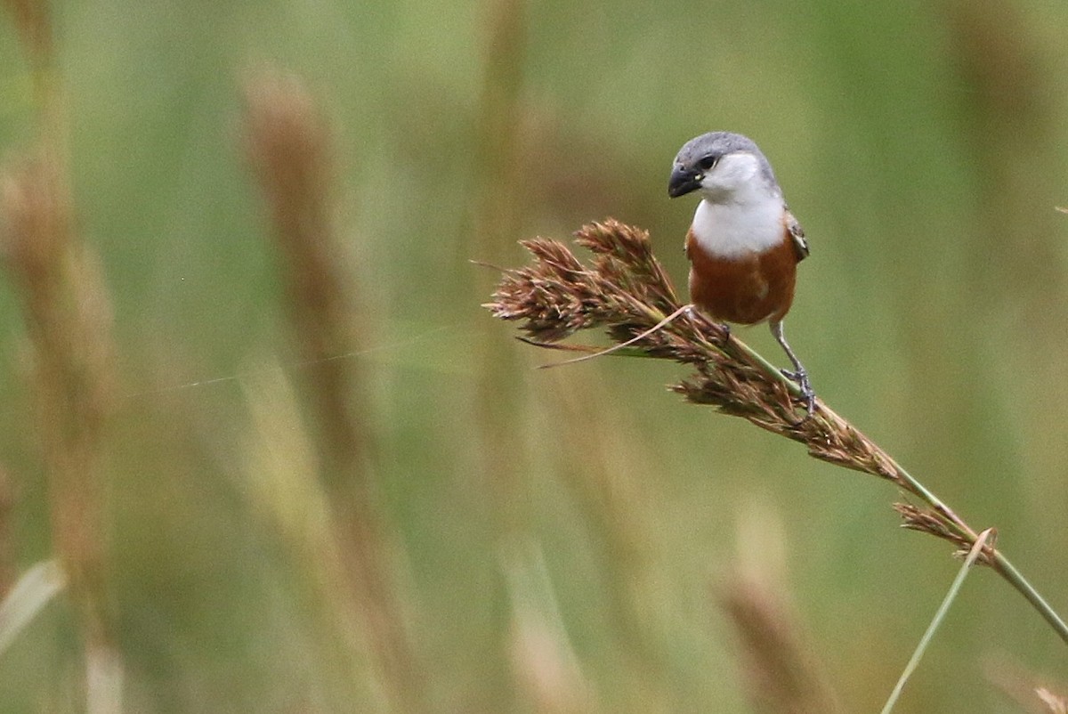 Marsh Seedeater - ML627576413
