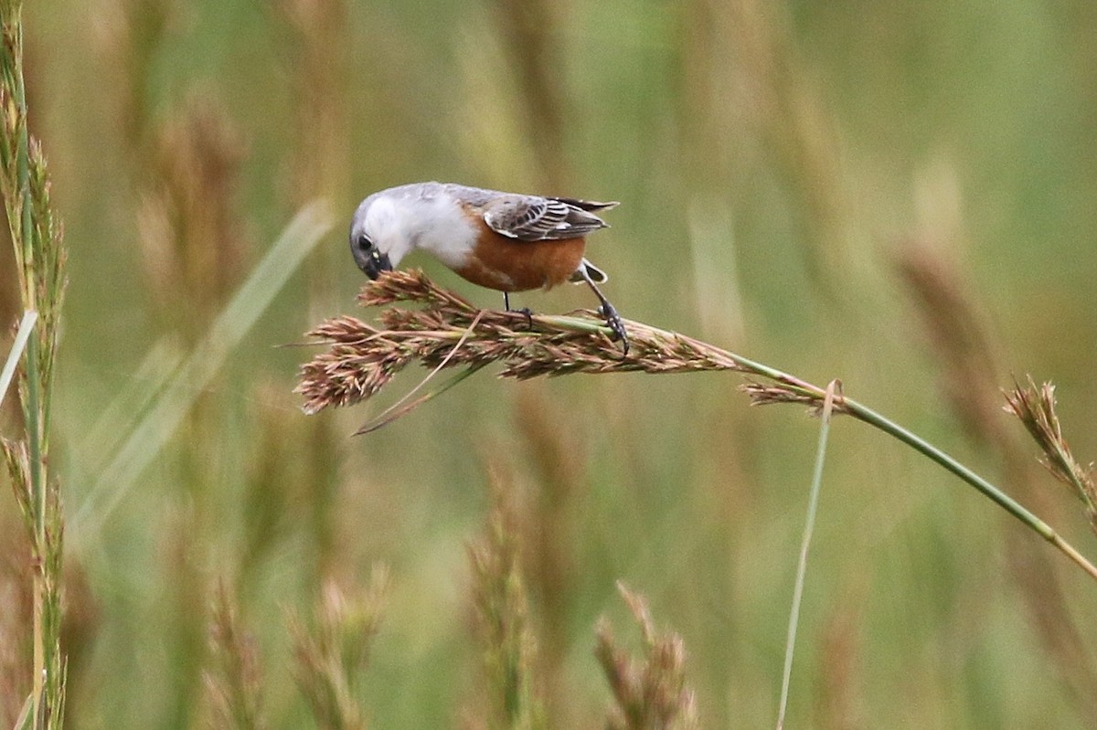 Marsh Seedeater - ML627576414