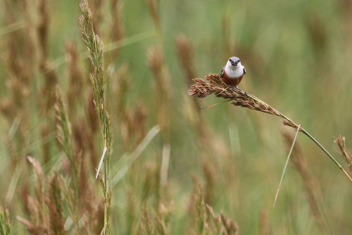 Marsh Seedeater - ML627576415