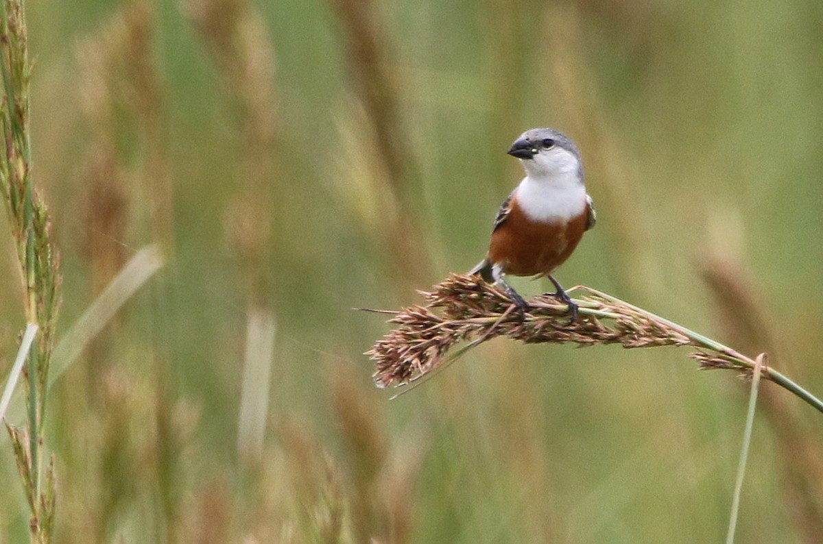 Marsh Seedeater - ML627576416