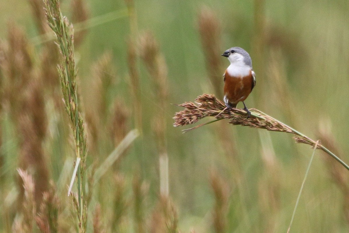 Marsh Seedeater - ML627576418