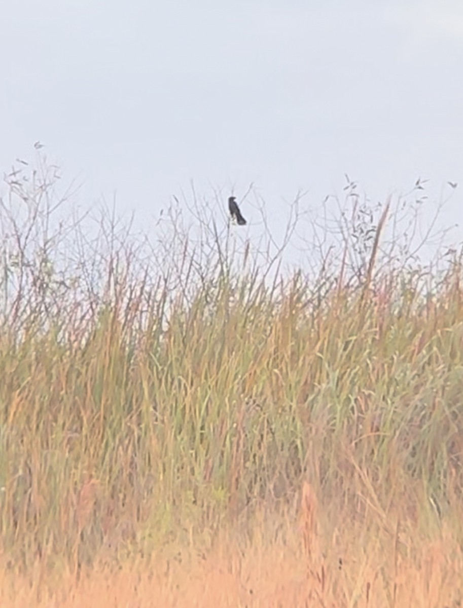 オオハシカッコウ - ML627576429