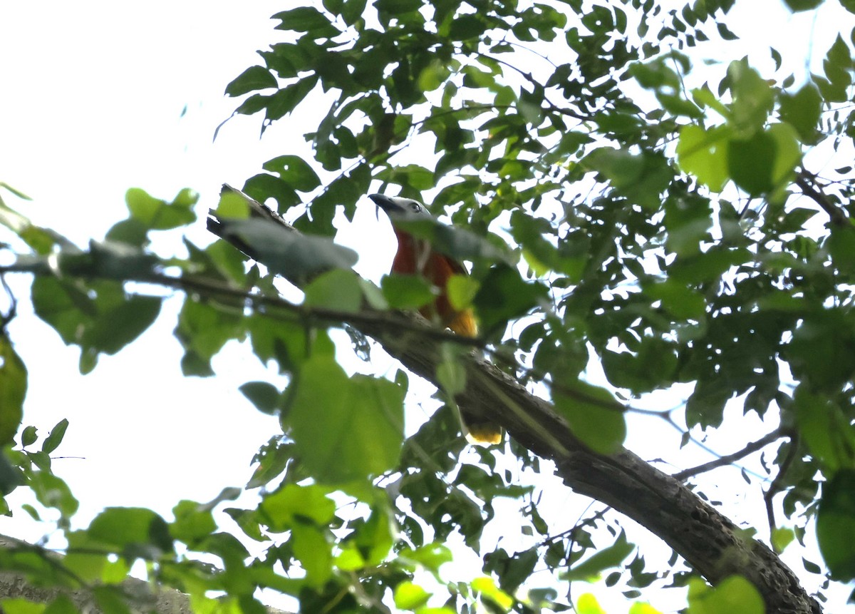 Fiery-breasted Bushshrike - ML627576480