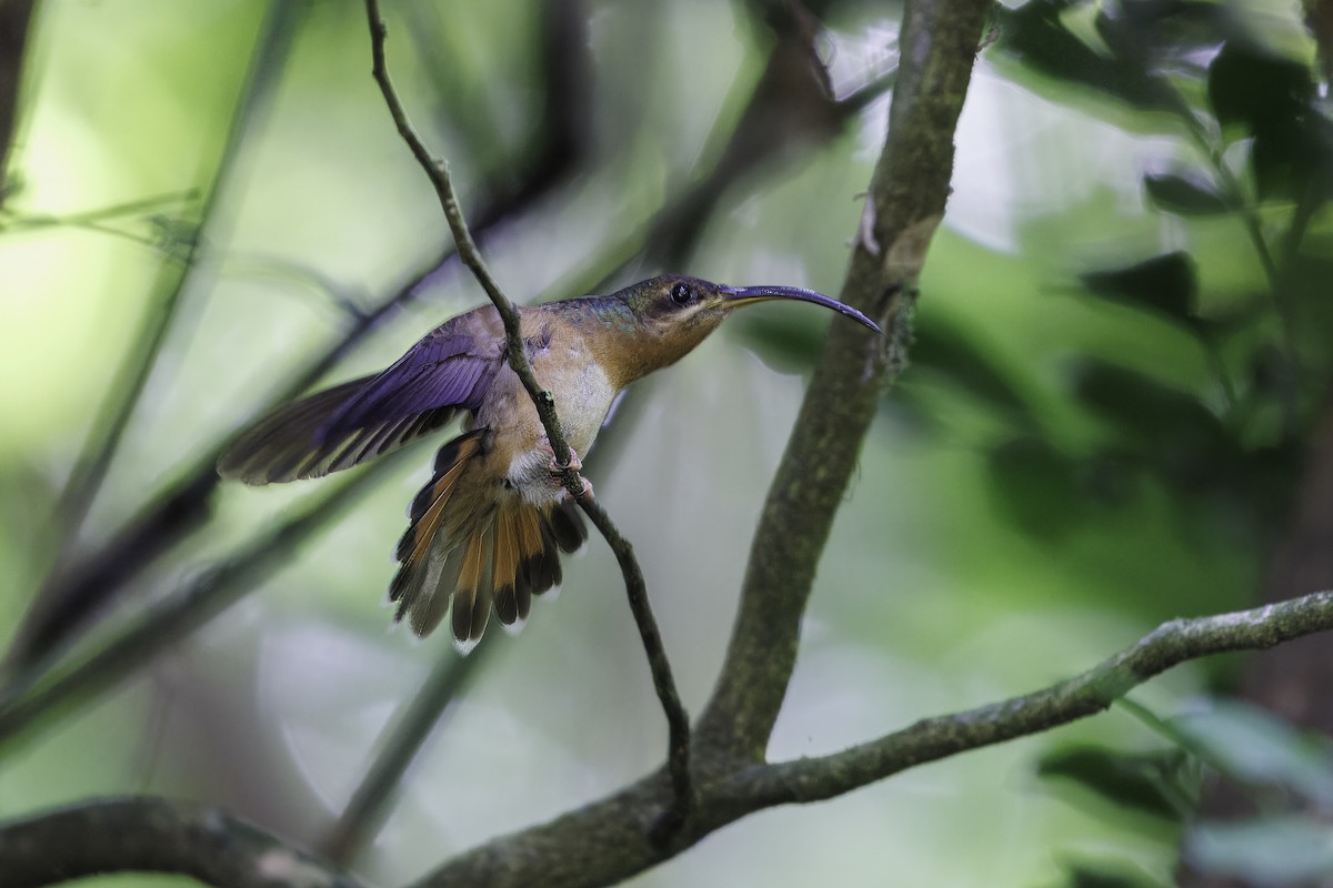 Rufous-breasted Hermit - ML627576626