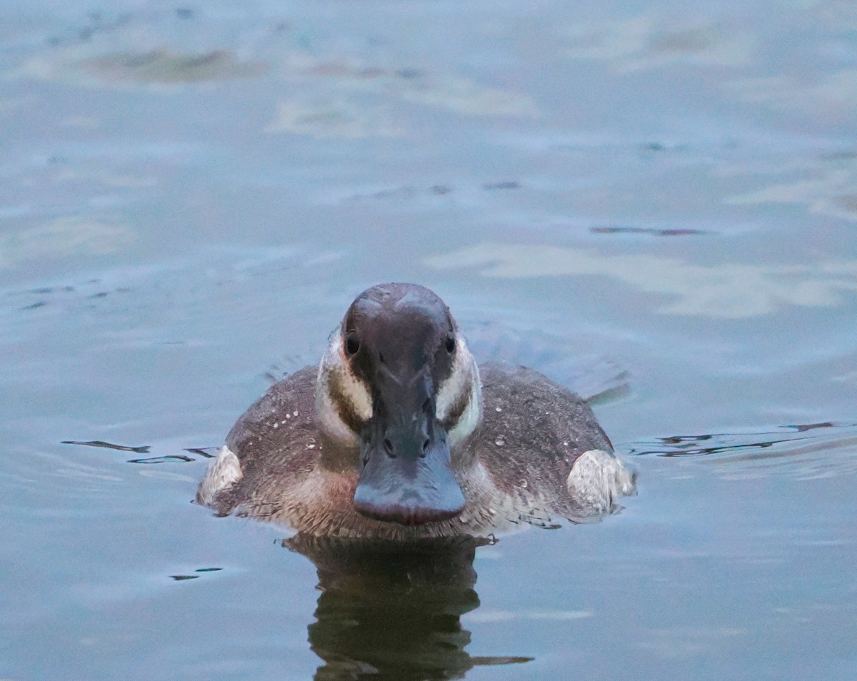 Ruddy Duck - ML627576707