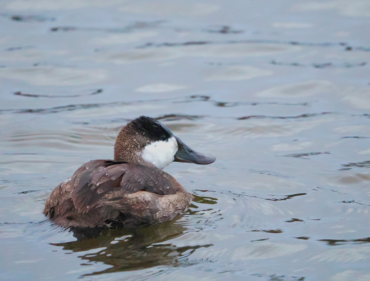 Ruddy Duck - ML627576708