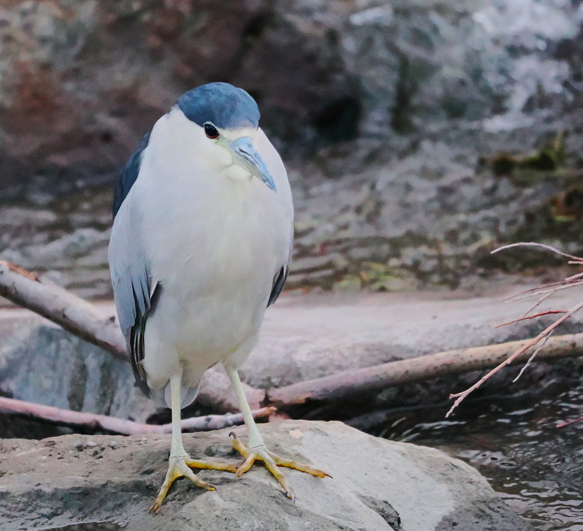 Black-crowned Night Heron - ML627576722