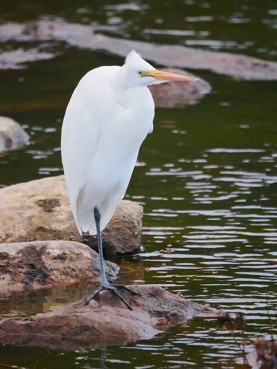 Great Egret - ML627576726