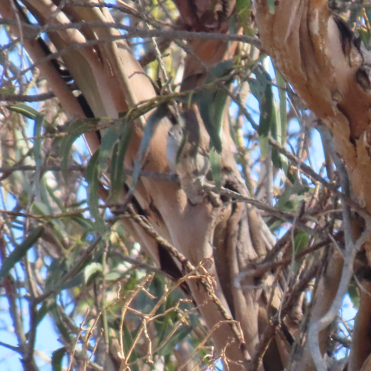 Oak Titmouse - ML627577063