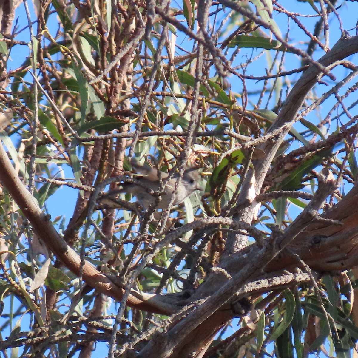 Oak Titmouse - ML627577070