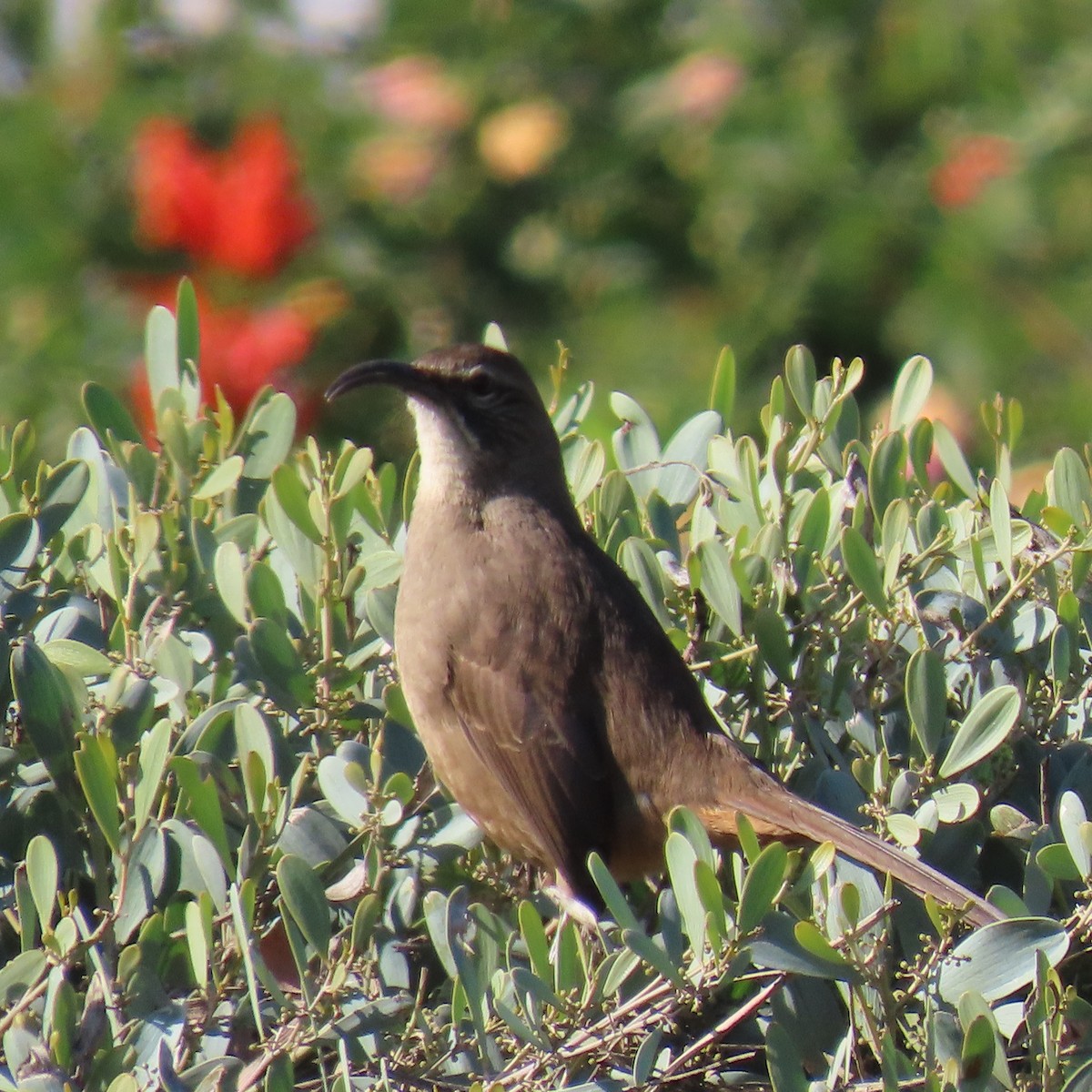 California Thrasher - ML627577088