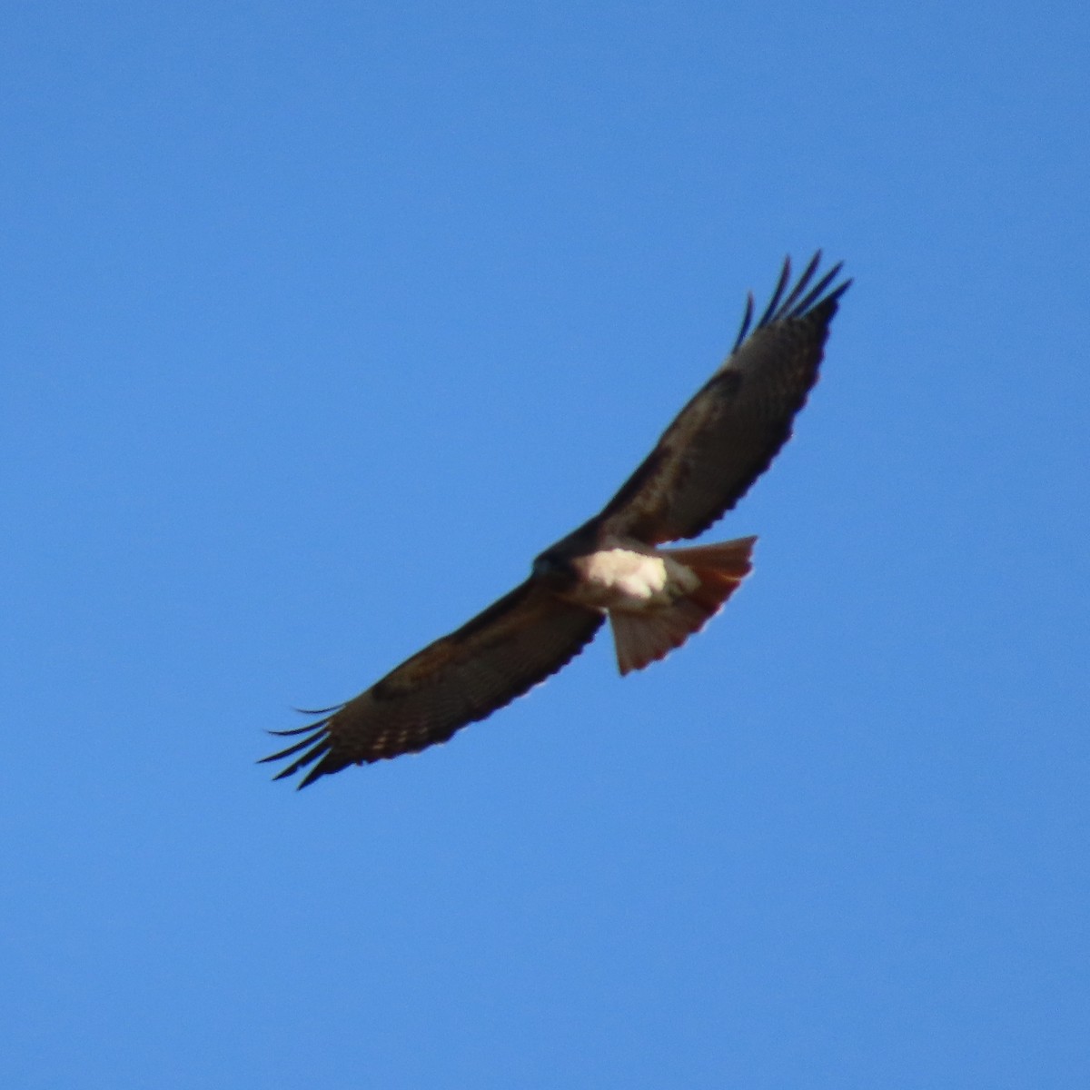 Red-tailed Hawk - ML627577098
