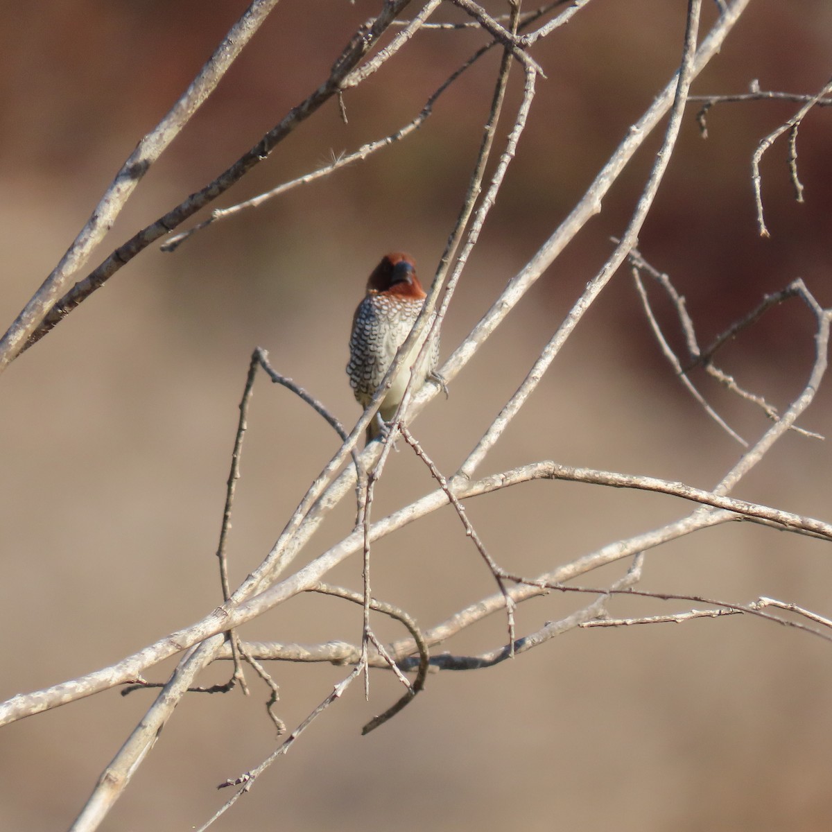 Scaly-breasted Munia - ML627577112