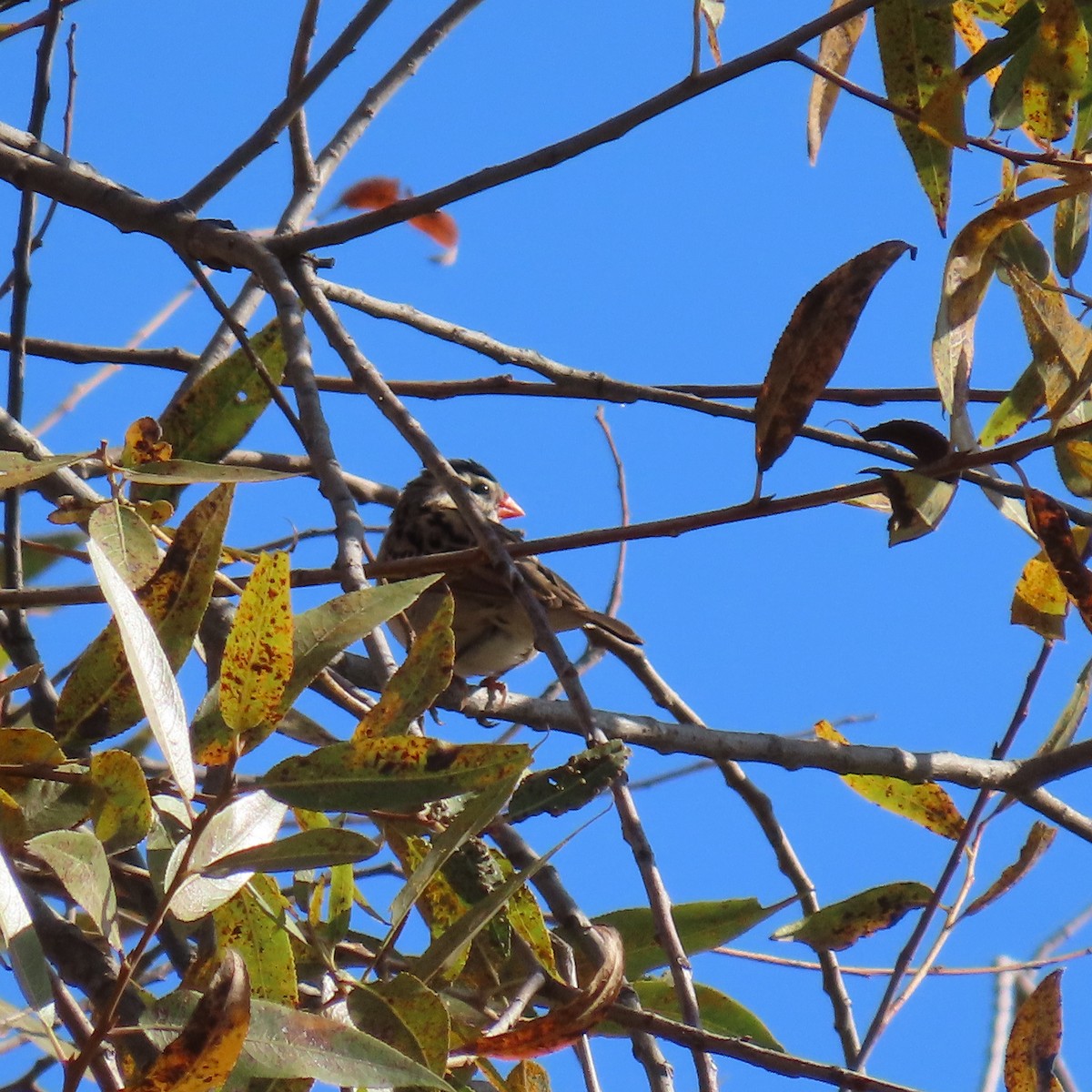 Pin-tailed Whydah - ML627577133