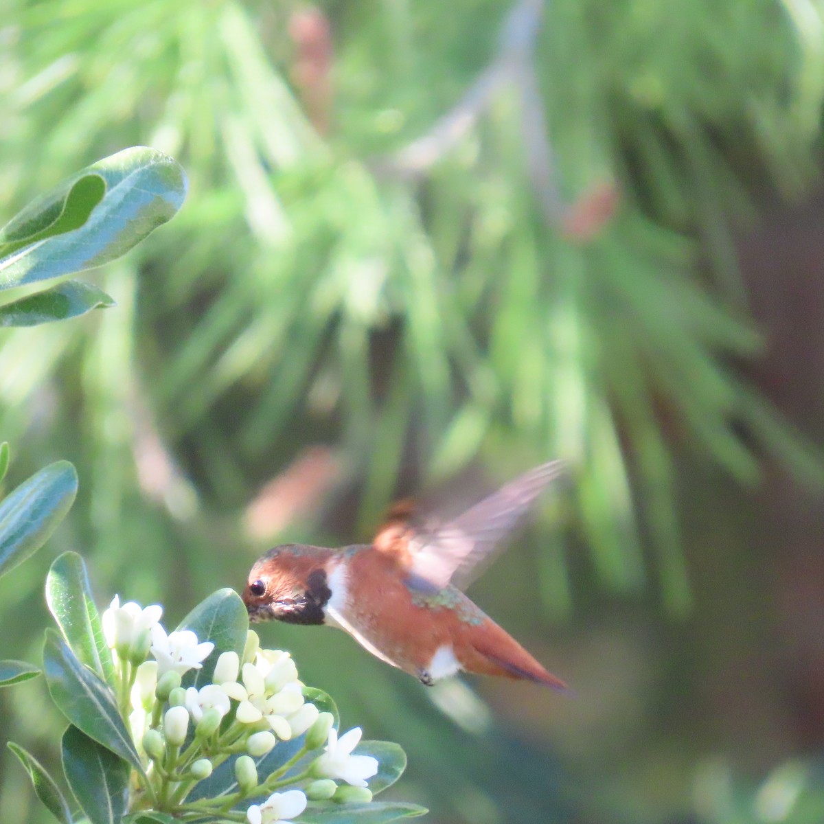 Allen's Hummingbird - ML627577146