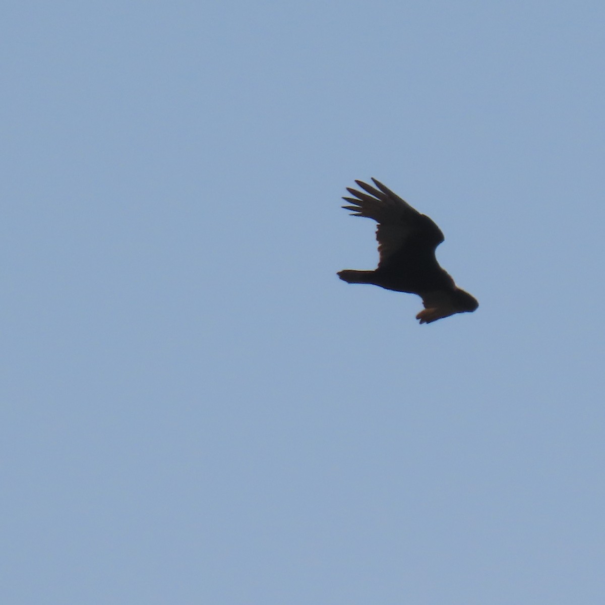 Turkey Vulture - ML627577164