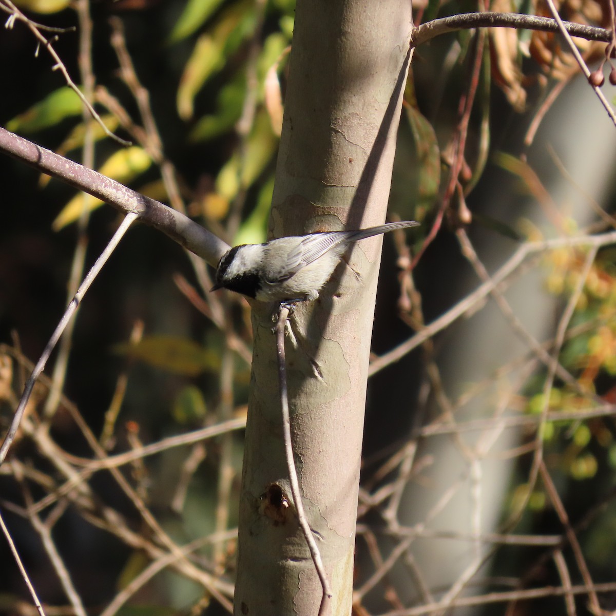 Mountain Chickadee - ML627577186