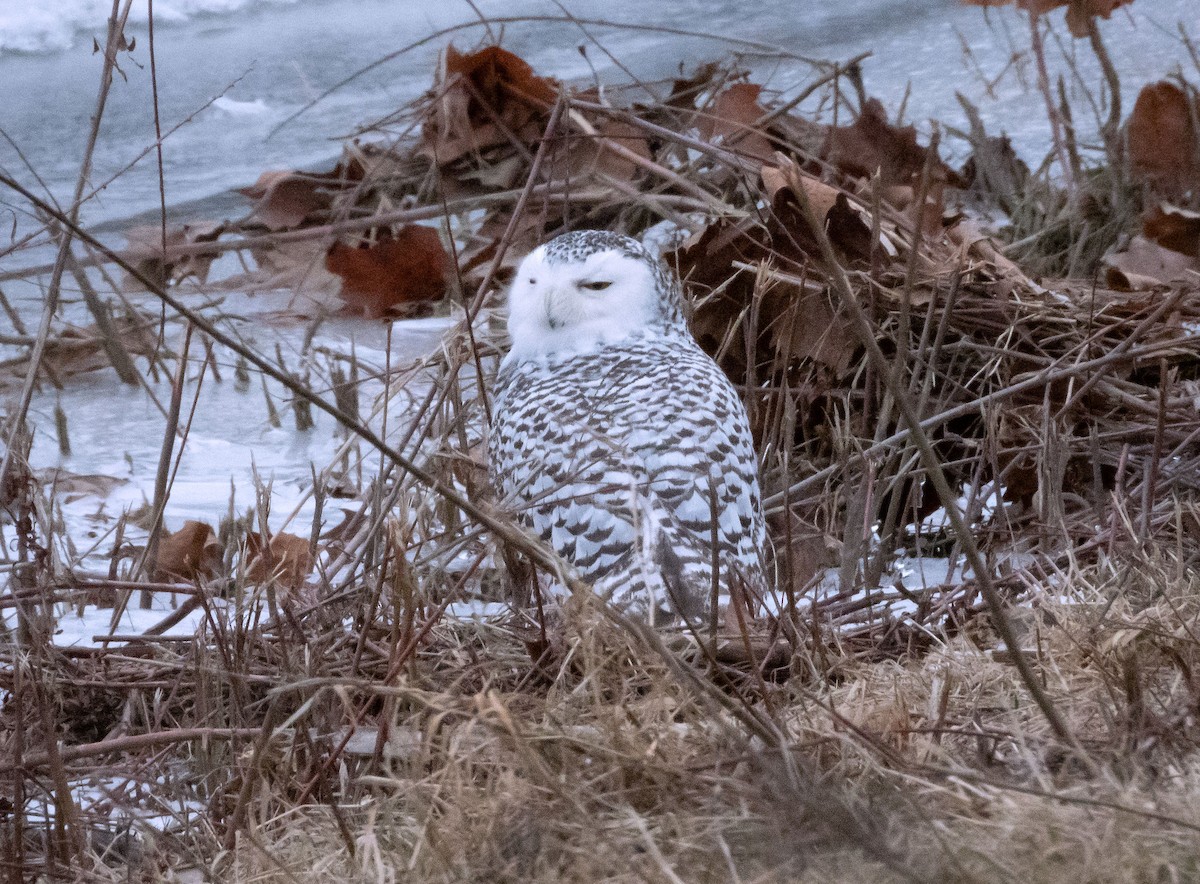 Snowy Owl - ML627577193
