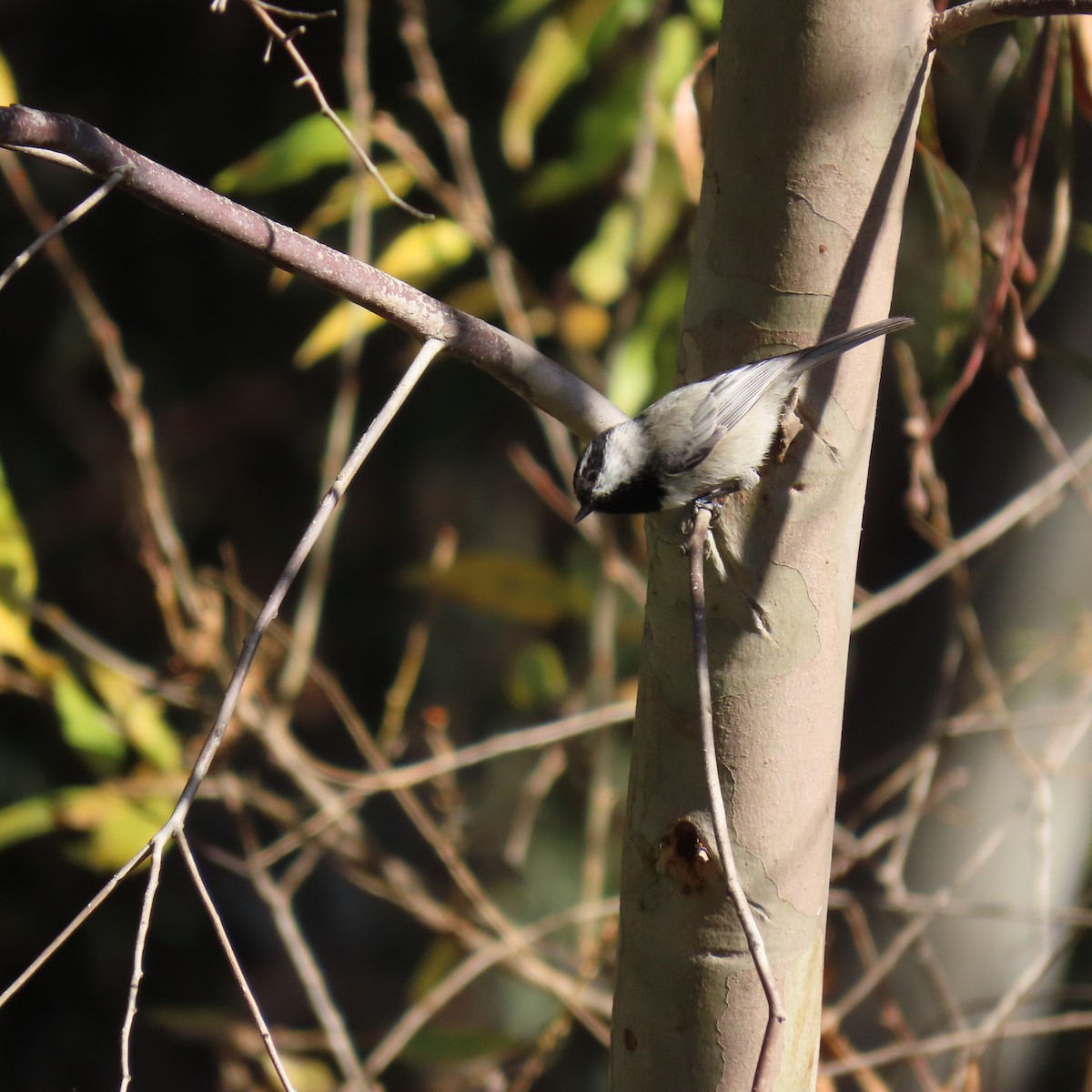 Mountain Chickadee - ML627577220